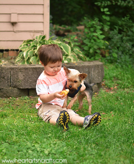 10 Tips For New Dog Owners