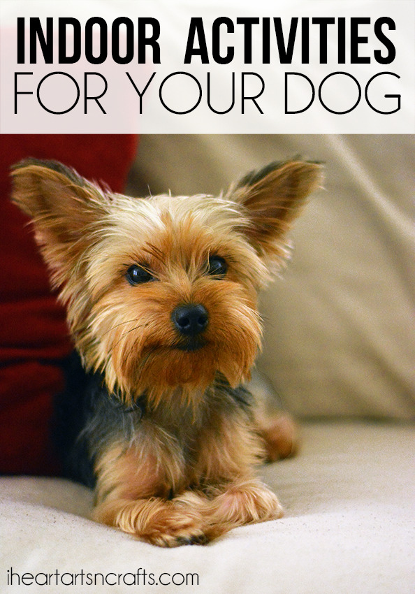 Indoor Boredom Buster Activities For Your Dog