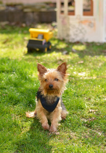 IAMS® VISIBLE DIFFERENCES CHALLENGE