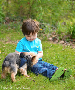 Tips To House Train Every Dog