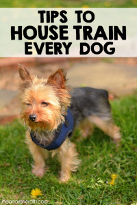 Tips To House Train Every Dog
